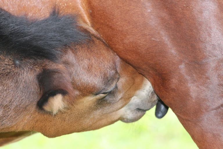 cavalli selvaggi parco Aveto Liguria