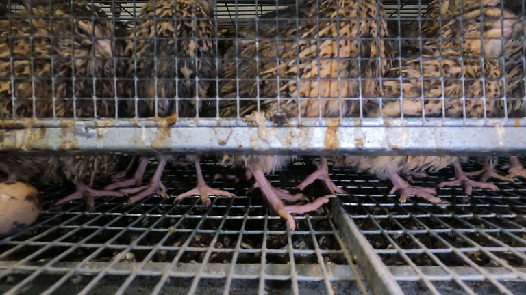 rete metallica delle gabbie