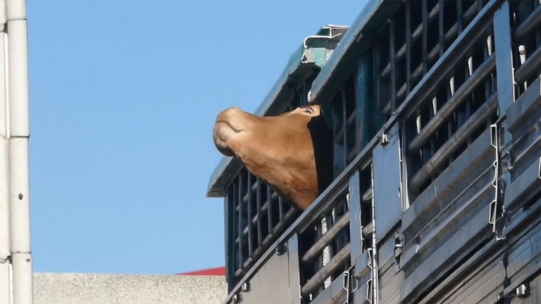 Un momento del trasporto dei vitelli