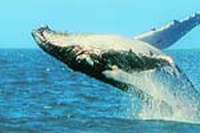 Dopo la caccia ai voti, ora è caccia alle balene
