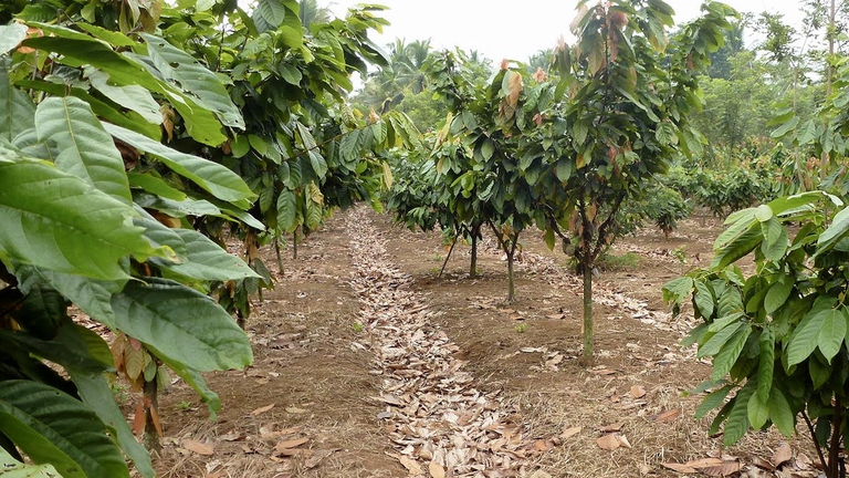 Le scorte di cacao potrebbero esaurirsi entro il 2020. Basti pensare che nell’ultimo anno sono state consumate 70.000 tonnellate di cioccolato in più rispetto a quante ne sono state prodotte.