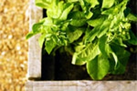 Speciale. I segreti del bio
