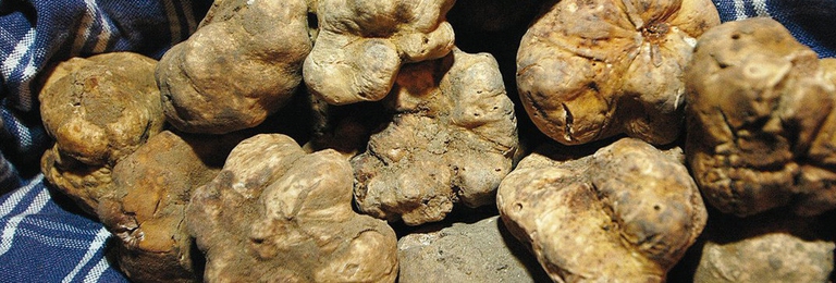 La strada del tartufo