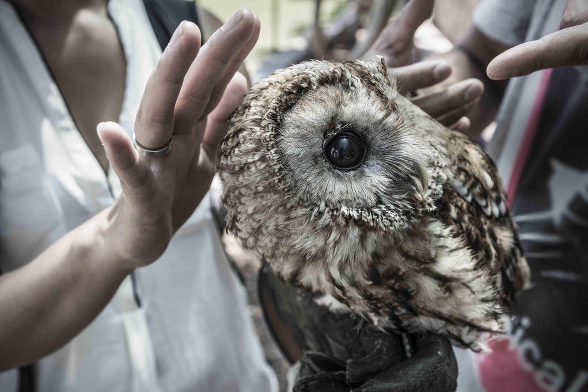Animals in European Zoos