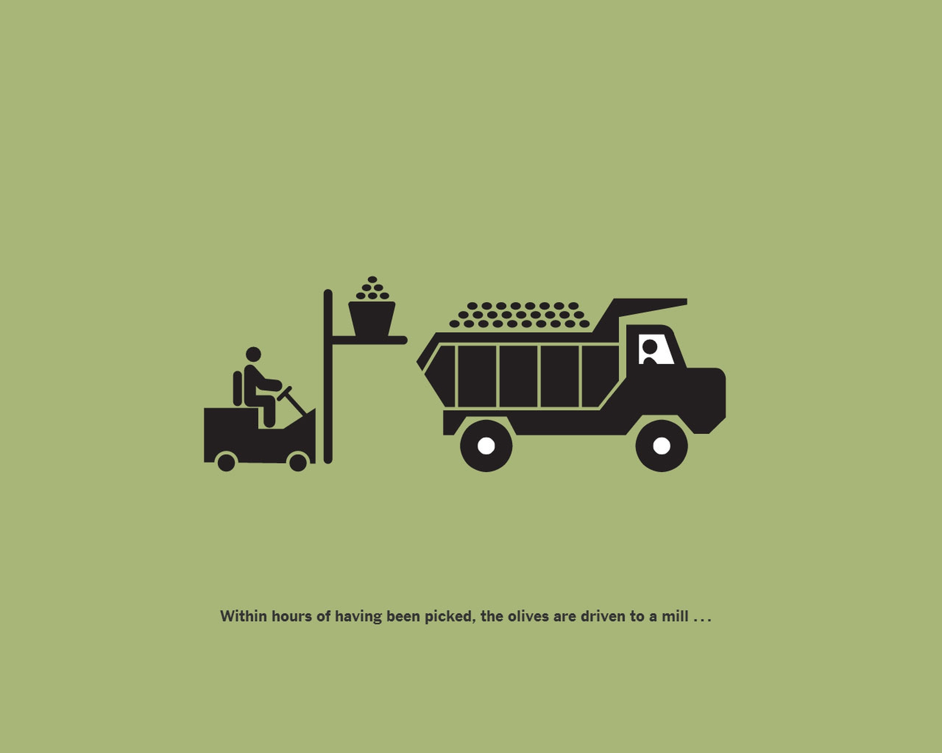 La storia dell’olio extravergine di oliva sul New York Times