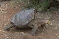 Torna a casa Diego, la tartaruga gigante che ha salvato la sua specie