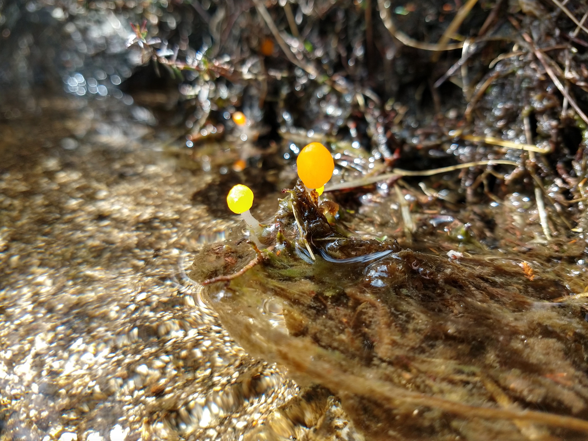 Wildlife Surveys in the Mournes