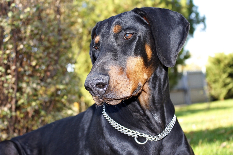 dobermann orecchie giu