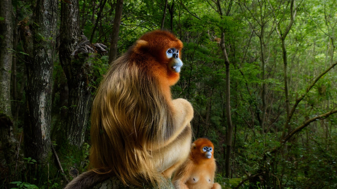 Tris scimmiette nature - Rarità