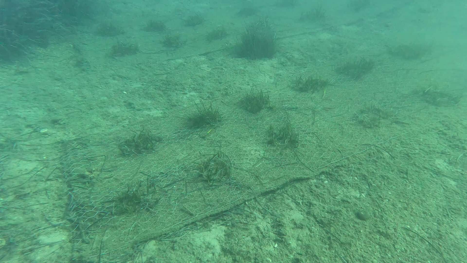 Monitoraggio Posidonia a Cavo