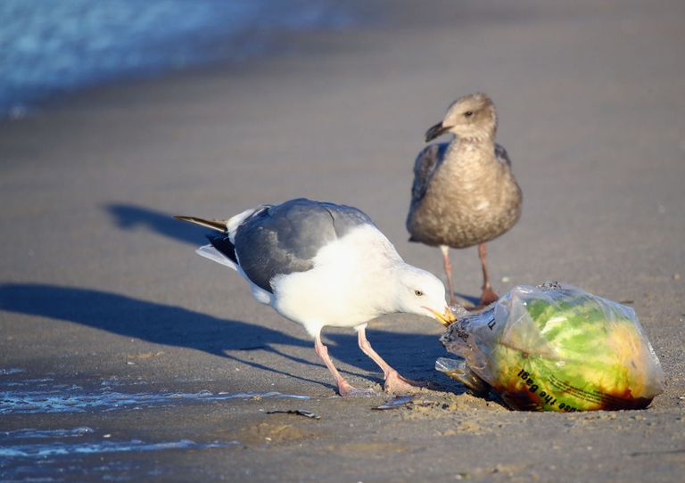 La plastica che galleggia negli oceani ospita nuove comunità di organismi viventi