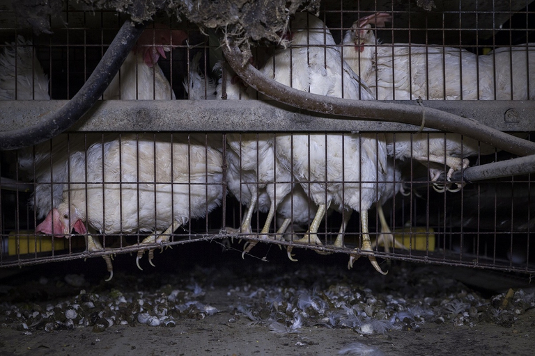 Le pessime condizioni in cui vivono le galline