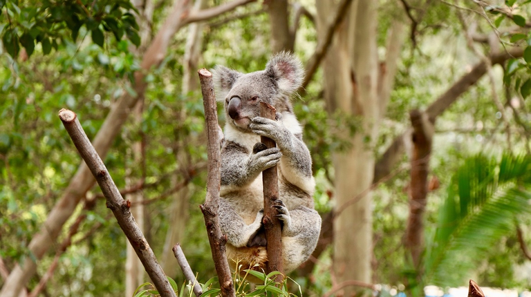Koala appollaiato su un albero