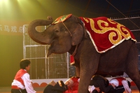 Basta animali ridotti in schiavitù, Madrid ne vieta l’utilizzo al circo