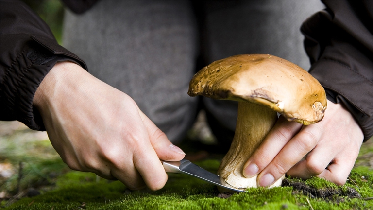 Un cercatore di funghi non necessita di un porto d'armi.