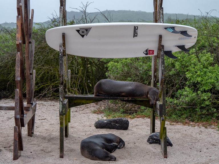 Leoni di mare sull'isola di San Cristobal, alle Galapago