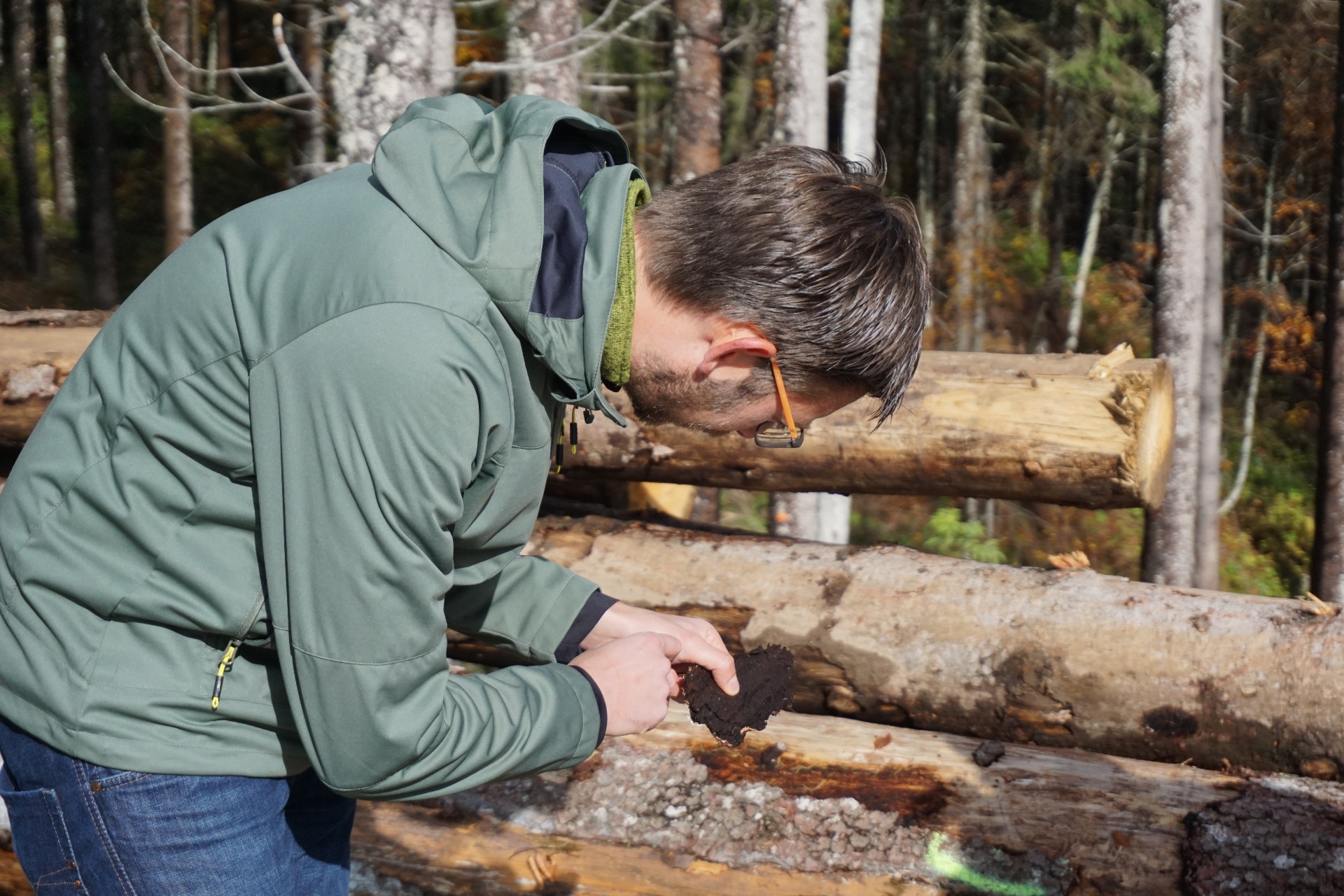 Un tecnico mostra i segni lasciati dal bostrico