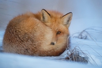 Norway announces ban on fur farms