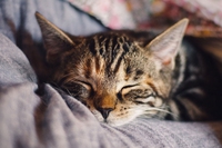 Artrosi nel gatto, una malattia dolorosa spesso sottovalutata