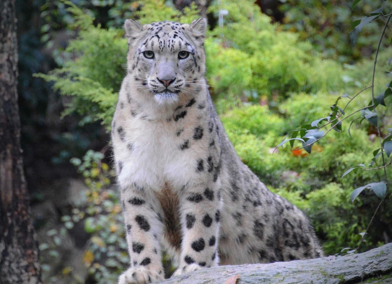 leopardo delle nevi
