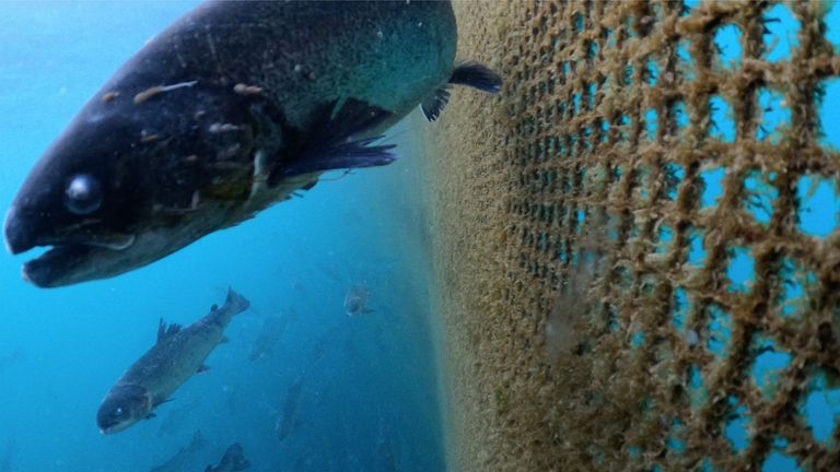 Un salmone in un allevamento scozzese nuota vicino a una rete