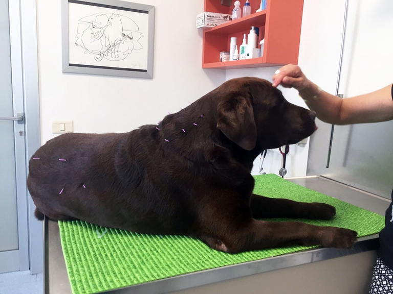 dolore animali terapie dolci