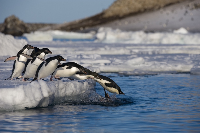 adelie penguins antarctica