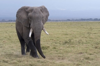 Un elefante ha ucciso un cacciatore professionista in Zimbabwe