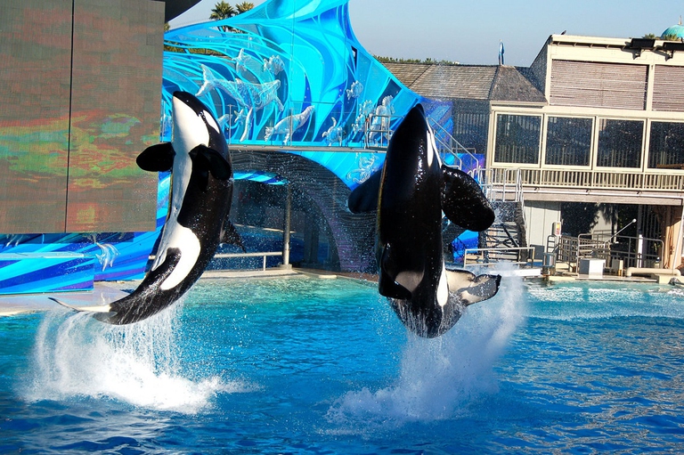 orche seaworld