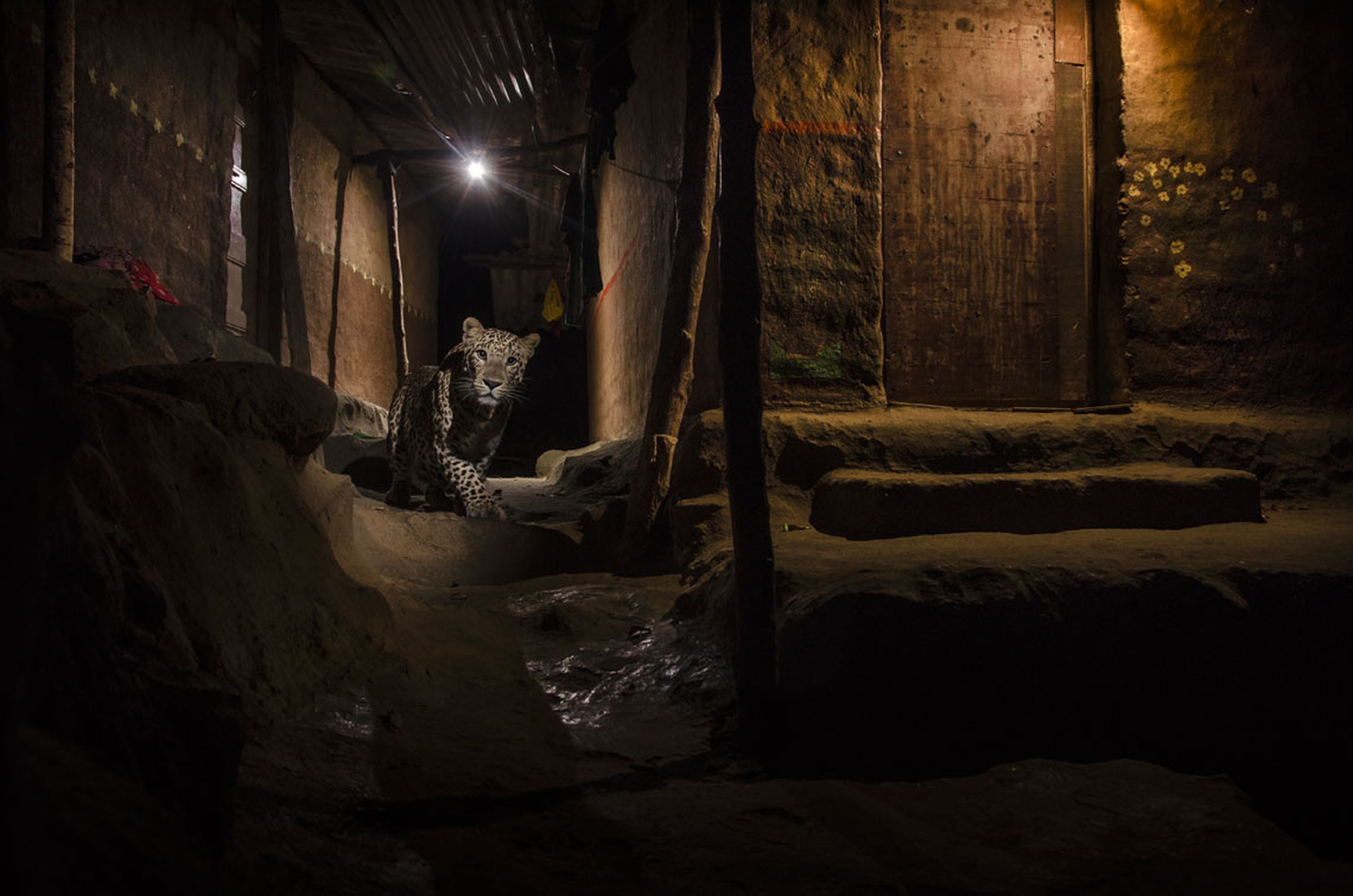 53_NKhanolkor_Il felino randagio