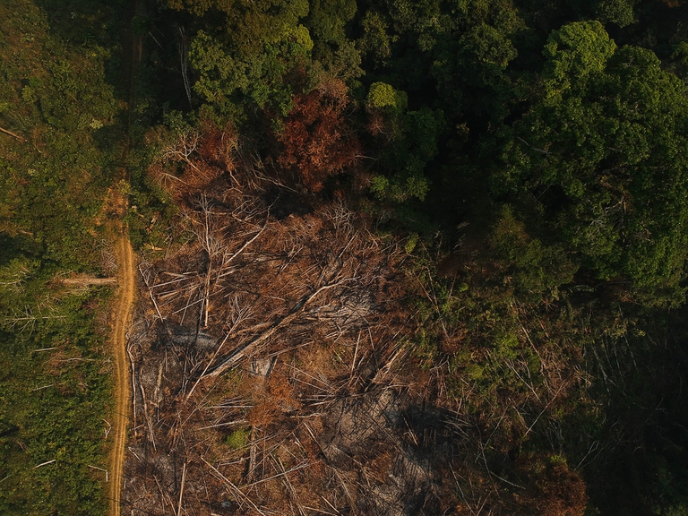 Nonostante la moratoria, alcuni coltivatori di soia continuano a distruggere la foresta amazzonica