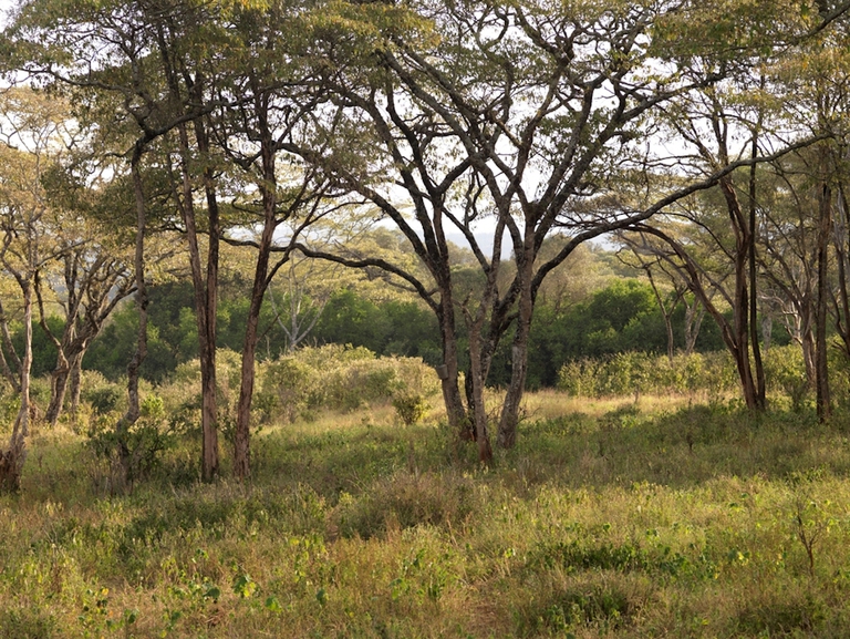 Kenya, 300mila alberi per far rinascere la foresta di Mirema