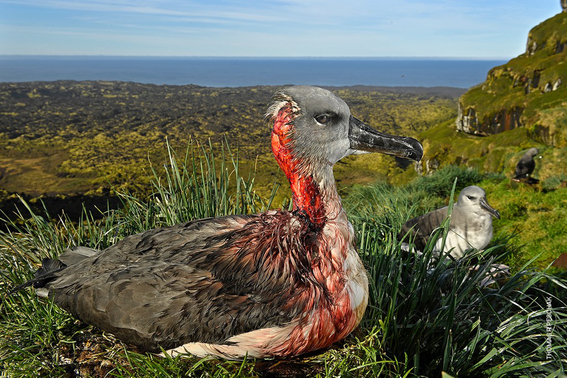 Attack of the Zombie Mouse, Thomas P. Peschak – World Press Photo 2018