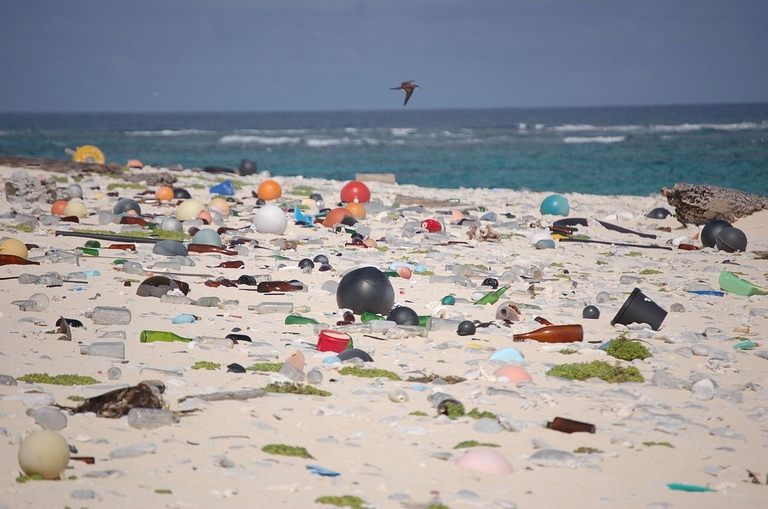 La presenza di plastica negli oceani nuoce in particolare ai pesci e agli uccelli © U.S. Fish and Wildlife Service Headquarters/Wikimedia Commons