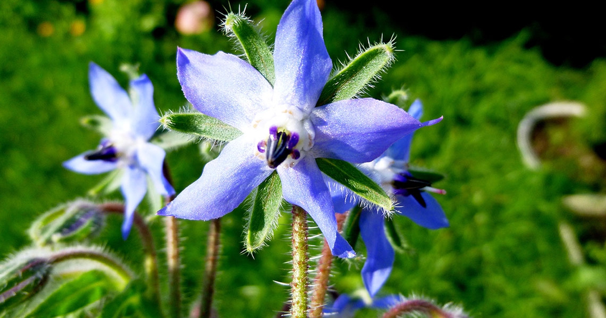 Olio Di Borragine Puro Per Cosmetici Naturali – Antietà, Antiossidante E Idratante, Ideale Per Creme E Saponi Fai Da Te, 100% Naturale