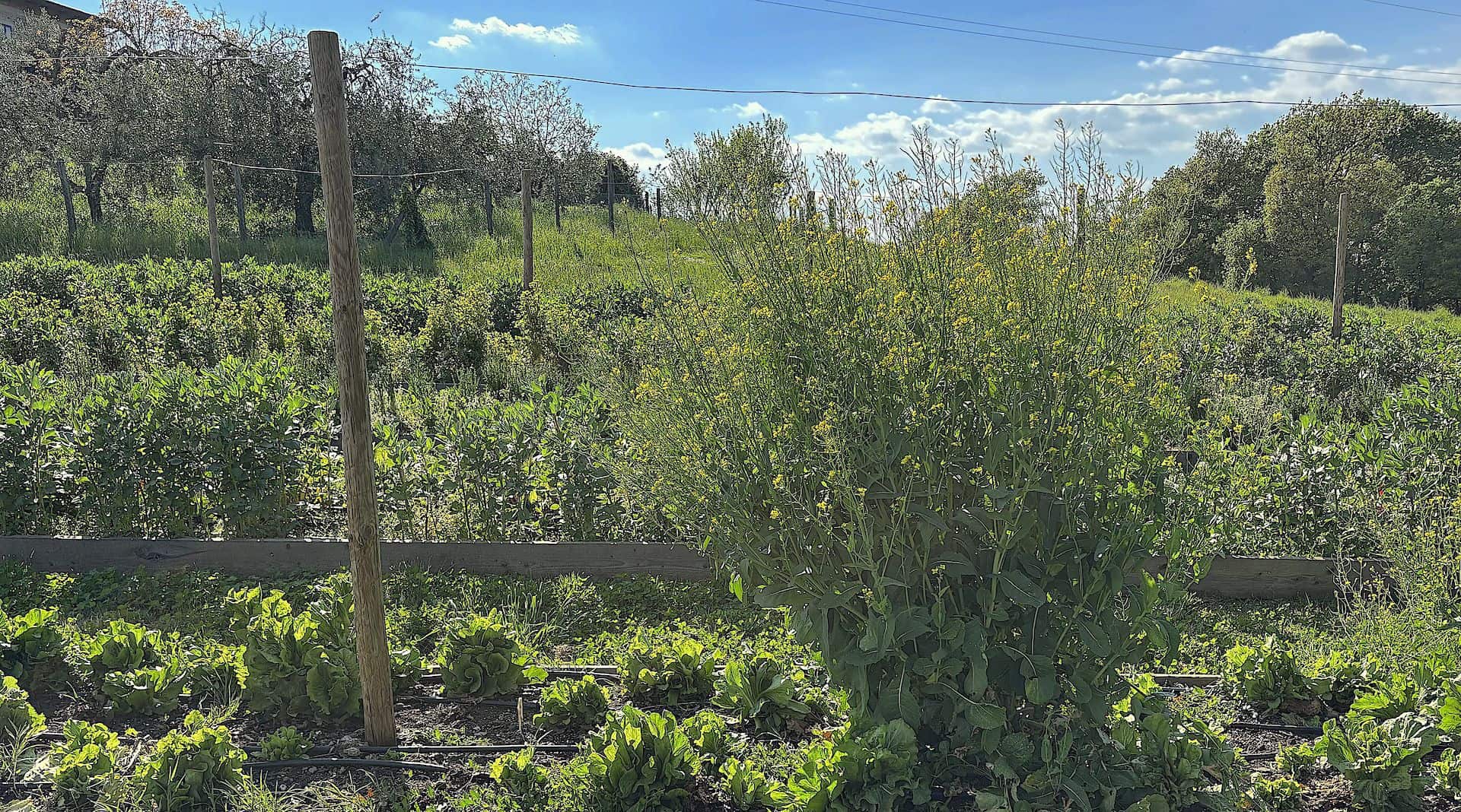 La campagna di Quinto Sapore &copy; Beatrice Spagoni