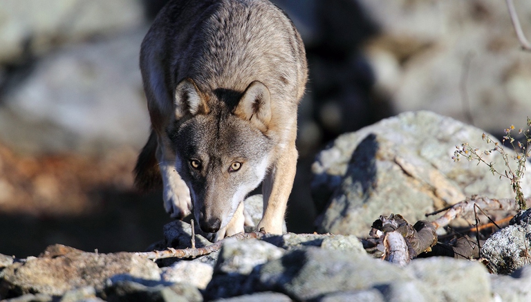 Lupo appenninico che si abbevera da un torrente
