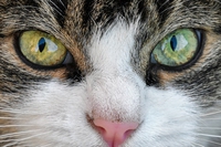 Gatto anziano, i consigli del veterinario per una serena terza età