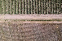 Come si rigenera il suolo per salvare il vino: l’esempio dell’Argentina