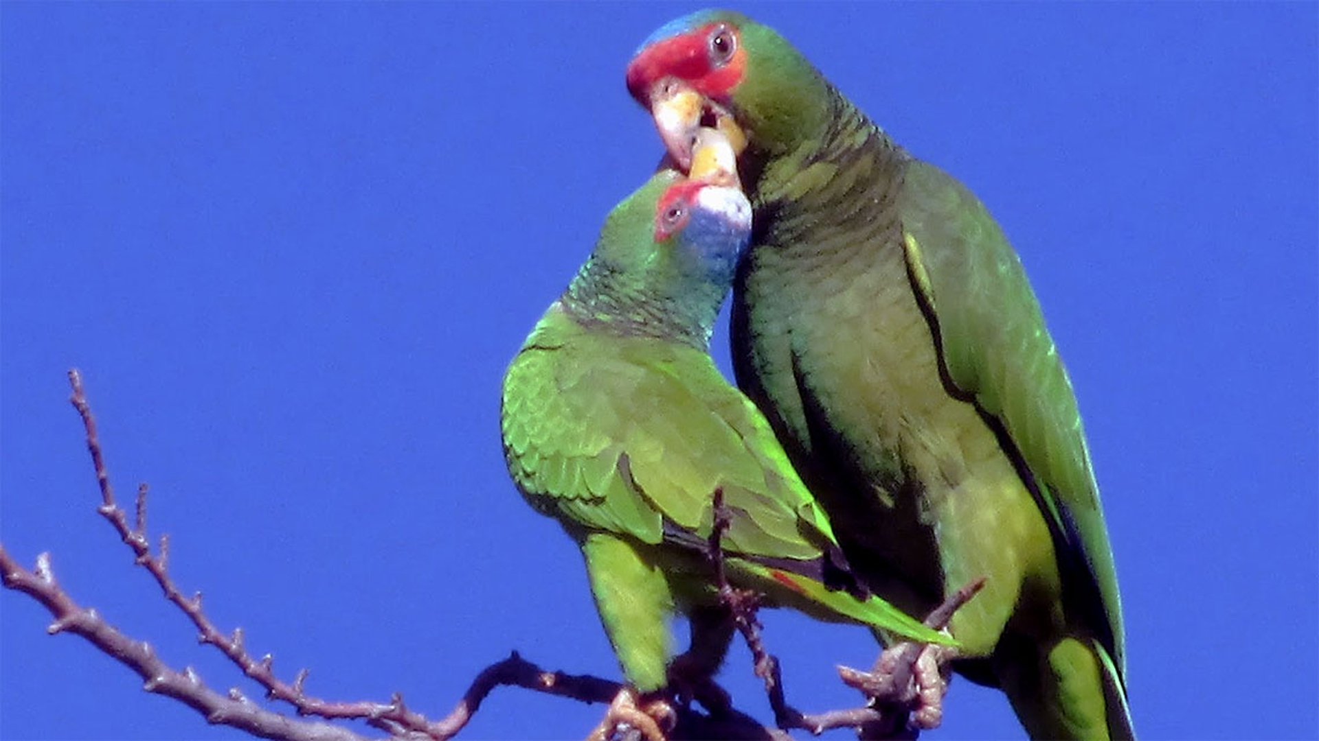 Etologia del corteggiamento: i pappagalli