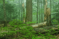 Quali opportunità nei Balcani dalle strategie europee contro la deforestazione?