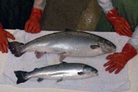 Arriva il salmone geneticamente modificato