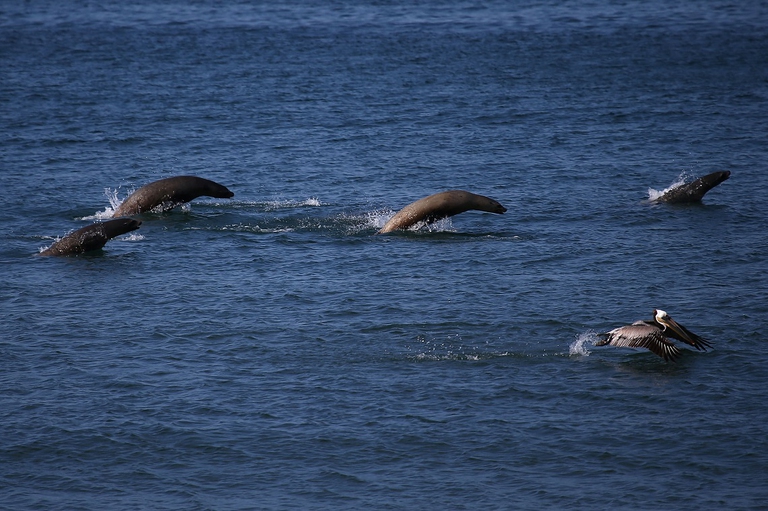 Leoni marini a caccia nelle acque della California