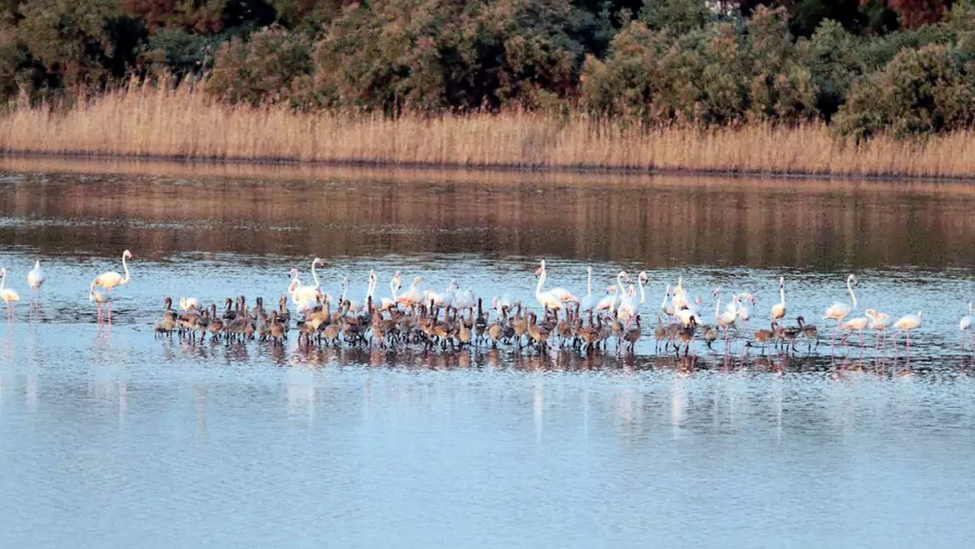 Fenicotteri rosa in Sicilia, 130 nuovi nati a Priolo