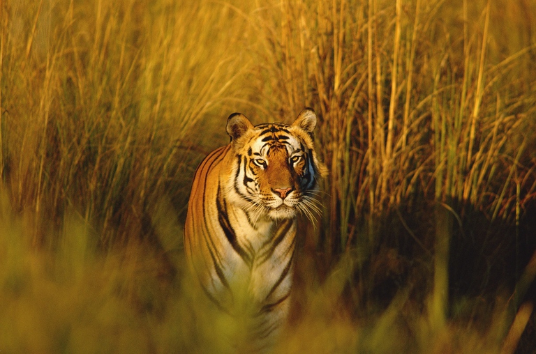 Bengal tiger portrait, Bandhavgarh NP, Madhya Pradesh, India