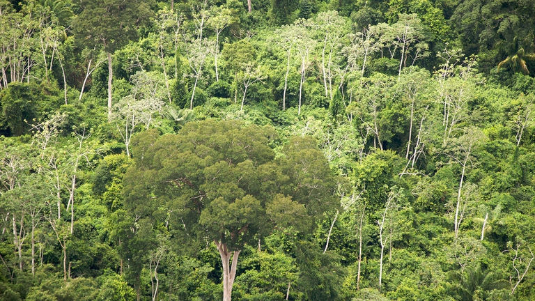 Foreste in Bolivia, Impatto Zero