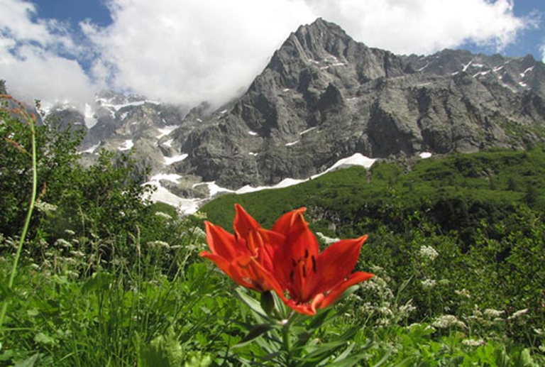 fiore parco adamello