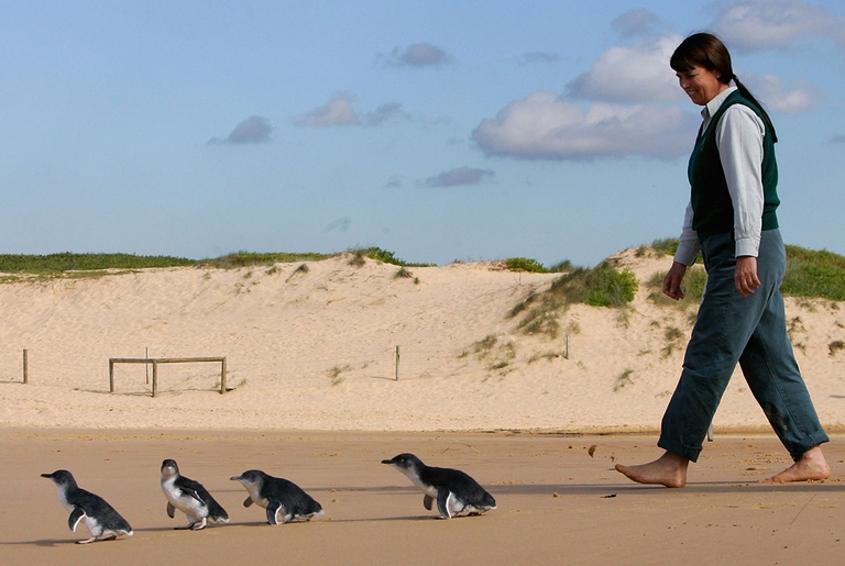 Centinaia di pinguini sono stati ritrovati morti sulle coste neozelandesi
