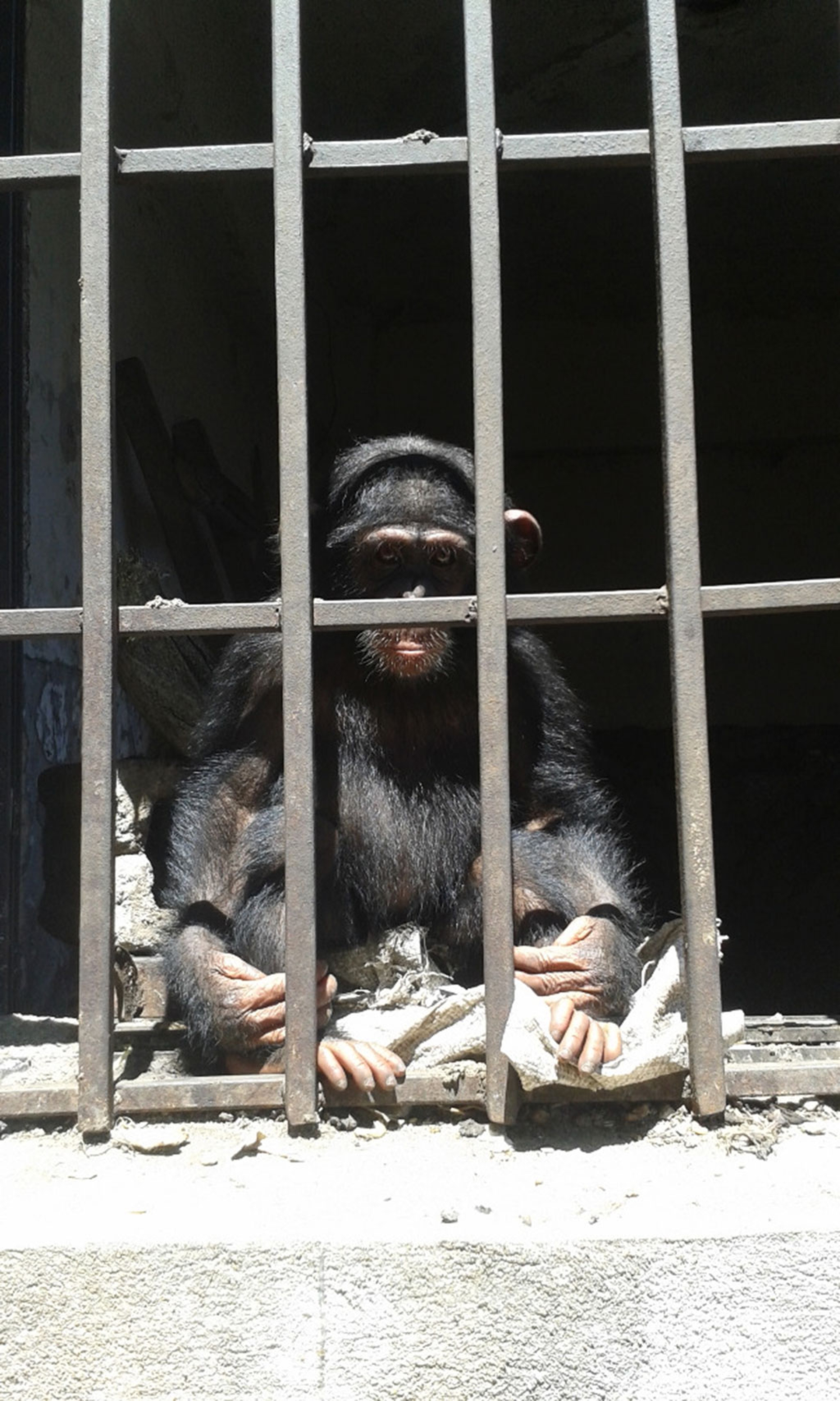 I trafficanti sono dei criminali a tutti gli effetti, per questo c'è bisogno dell'intelligence