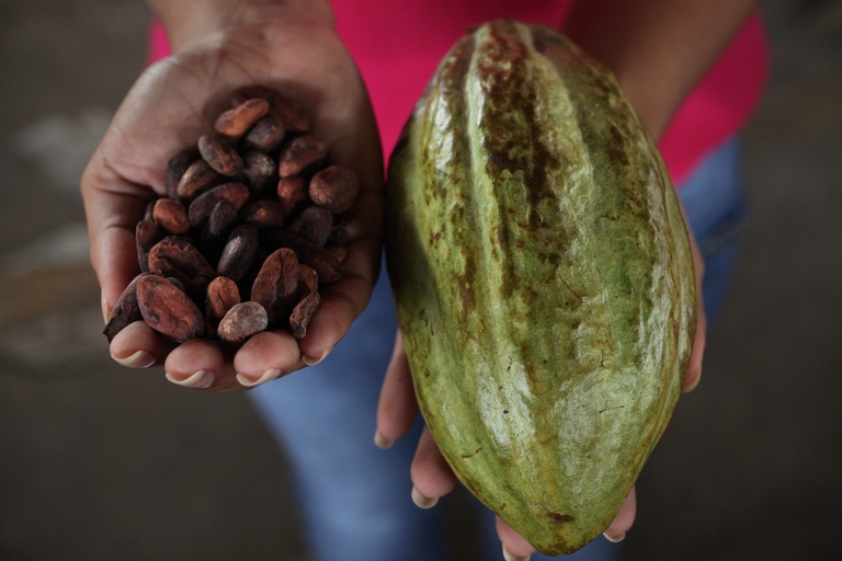 cacao costa rica commercio equo alce nero fairtrade